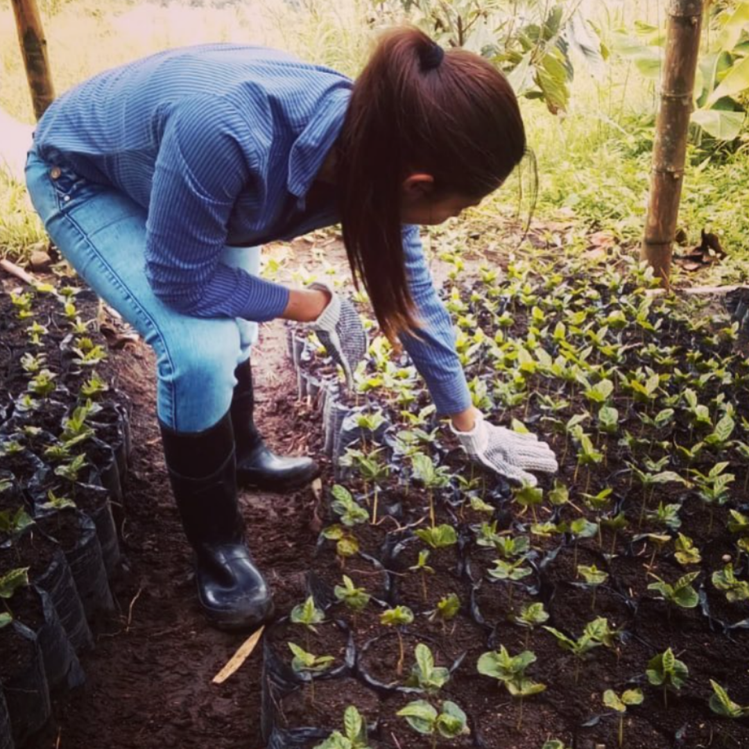 Luisa Ossa at Finca El Bosque, producer of Gesha coffee in Marsella, Colombia