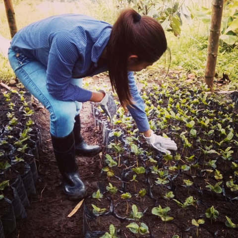 Luisa Ossa at Finca El Bosque, producer of Gesha coffee in Marsella, Colombia