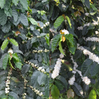 Lush Colombian coffee fields at Finca El Bosque, home of Gesha beans